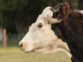 2011-07-02-445 Boy (c) Jason Grossman.jpg